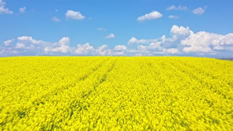 flight over blooming oilseed canola fields against blue sky