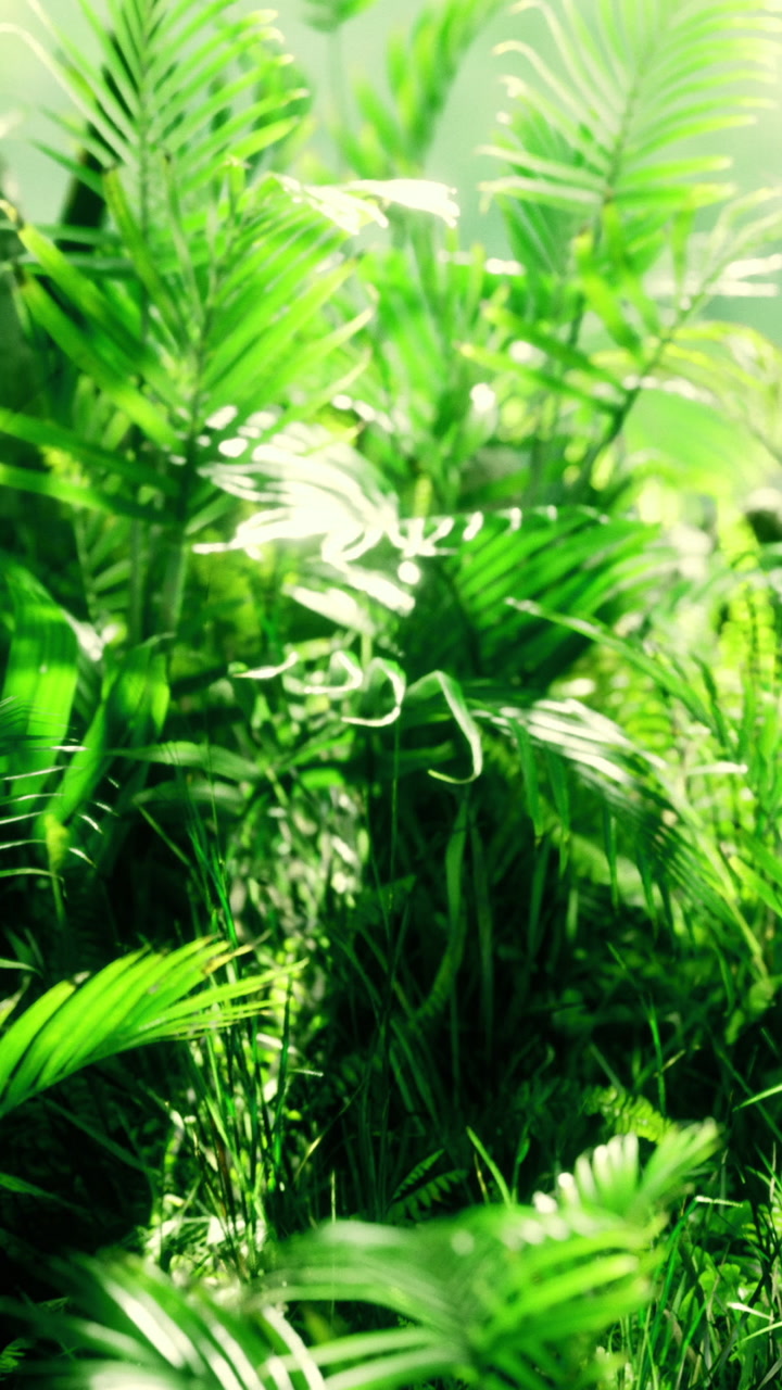 Green plants grow in a garden under sunlight during daytime hours