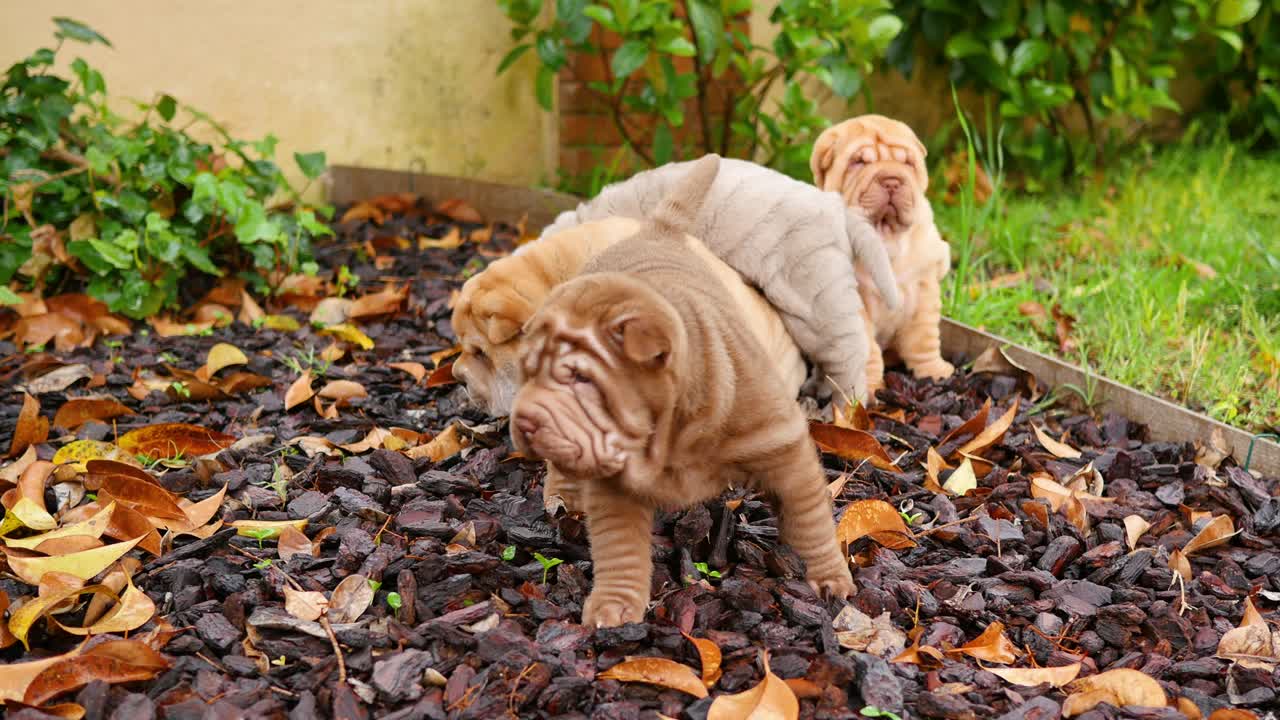 샤르 페이 강아지 들 이 정원 에서 놀고 있다