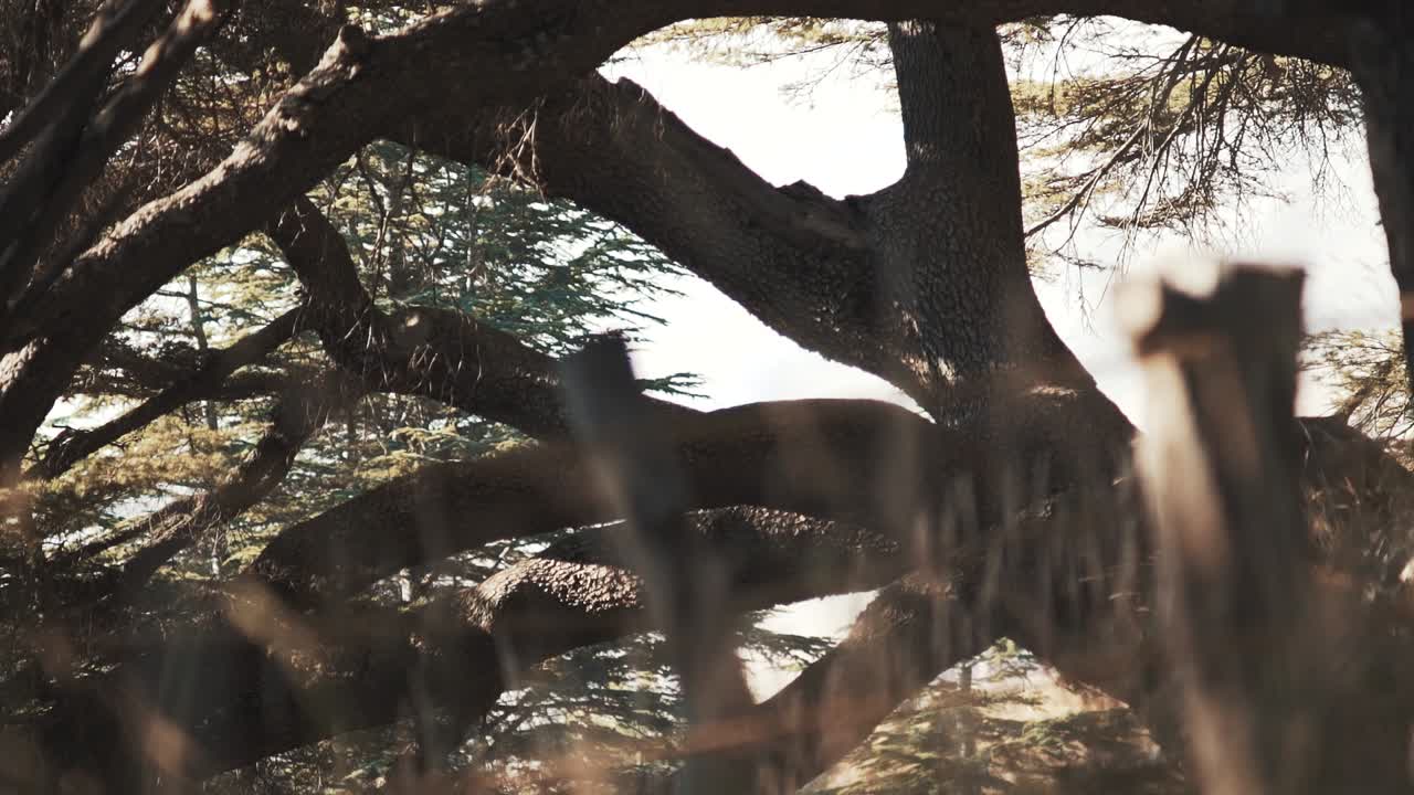 Prossima veduta lungo il sentiero escursionistico nella profonda Foresta dei Cedri.