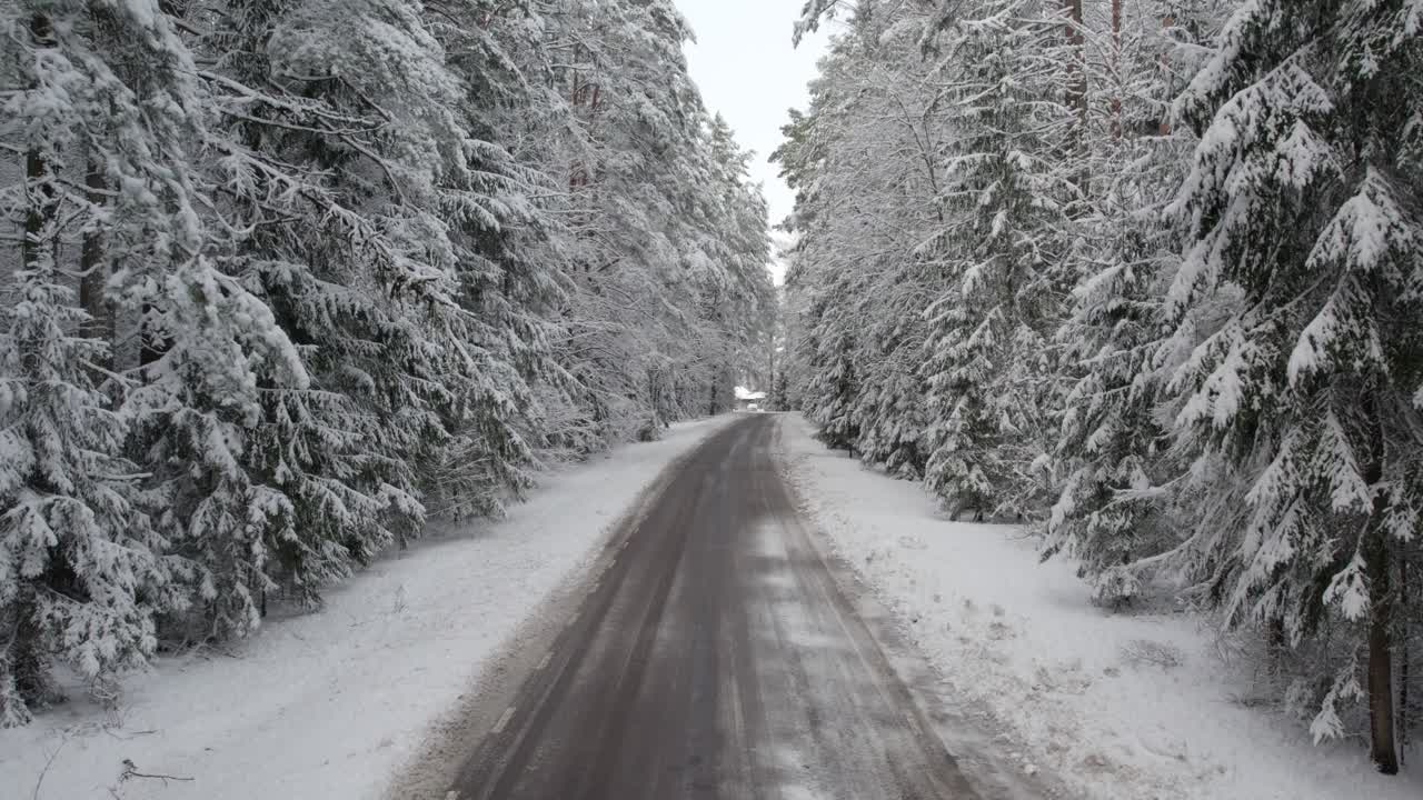 아스팔트 도로를 따라 드론 비행 거대한 눈  ⁇ 인 소나무 사이에 뒤로 완전히 눈으로  ⁇ 여