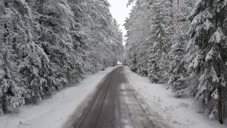 drone flight along asphalt road backwards between huge snowy pine trees covered fully in snow