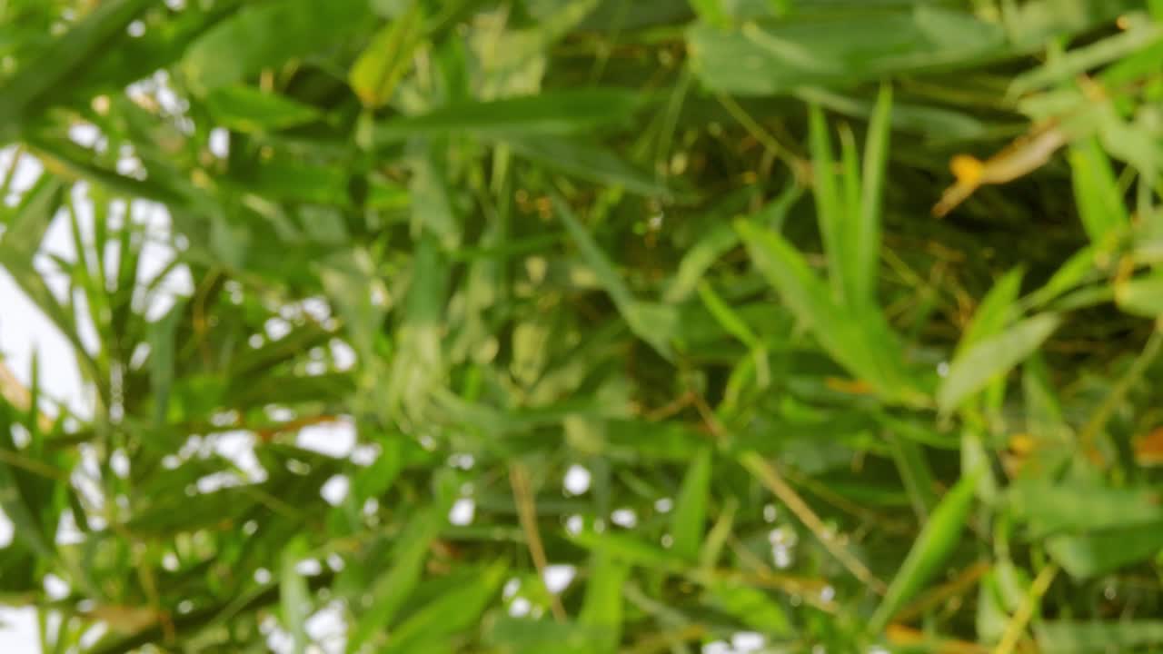 수직 푸티지 - 바람에 부는 열대 녹색 흔들림 대나무 가지의 흐릿한 디포커스 햇빛, 추상 및 보케와 함께 자연 휴식 배경 개념