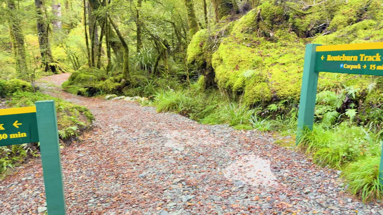 Camera moves along forest path, passing moss-covered trees and trail signs in soft daylight