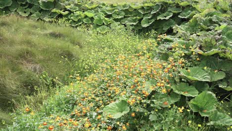 바람에 날아다니는 다양한 야생 꽃 , 잡초 , 풀 및 가시의  ⁇