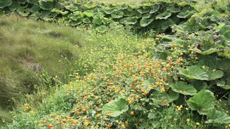 shot of various wildflowers , weeds, grasses and nettles blowing in the wind