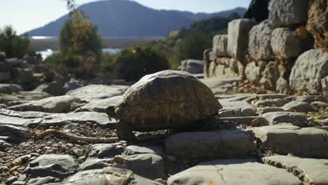 Close-up-of-shot-a-tortoise-walking-on-top-of-stones