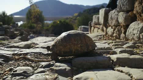 close up of shot a tortoise walking on top of stones