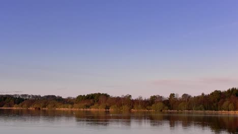 Large-flocks-of-geese-flying-away-from-Scottish-loch-in-early-morning