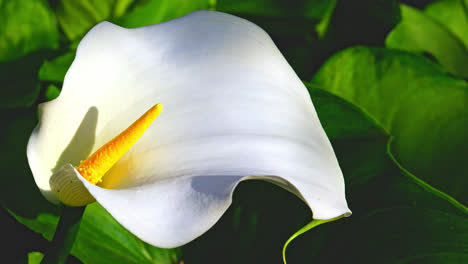 primer plano de una flor de calla lily rodeada de frondoso follaje verde