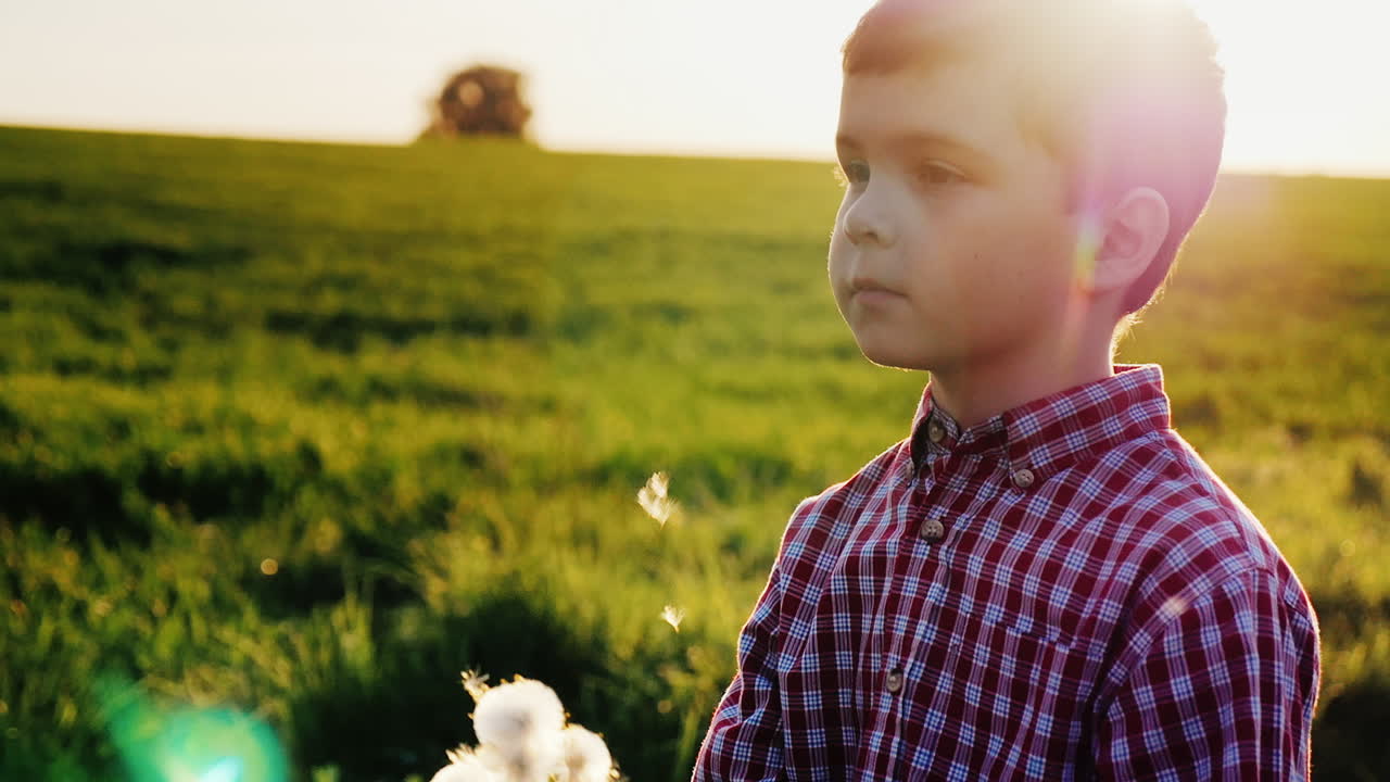 The Boy Plays With Dandelion Flowers Blows Away The Seeds