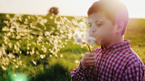 the boy plays with dandelion flowers blows away the seeds