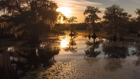 cypress trees in a tranquil swamp at various times of day