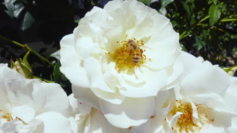 close up shot of a bee on a white rose gathering pollen