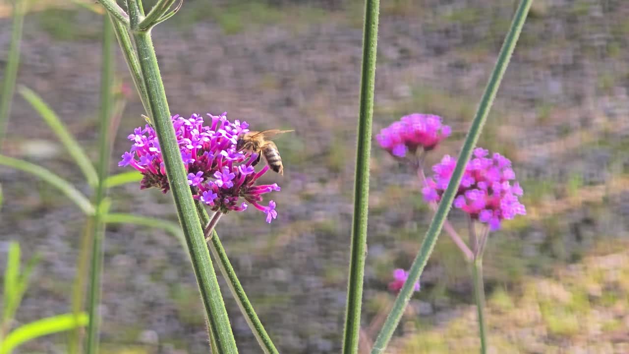 Blooming patagonian verbena in motion with bee pollinating vibrant flowers