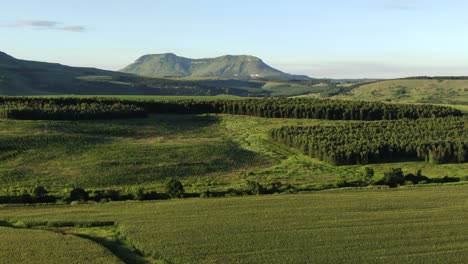 el vuelo aéreo sobre los campos de maíz revela una enorme granja de soja en la distancia.