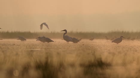 Flock-of-Egrets-in-Morning-of-Winter