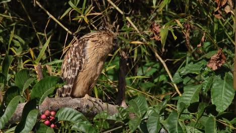 Blick-Nach-Rechts,-Während-Er-Sich-In-Der-Morgensonne-Trocknet,-Und-Dann-Nach-Links-Geht,-Um-Sich-Anzupassen,-Buffy-Fish-Owl-Ketupa-Ketupu,-Thailand