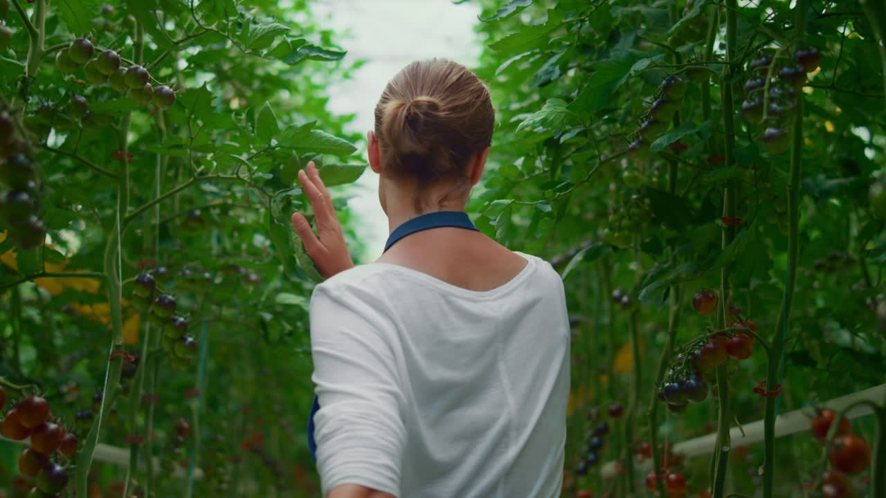 mujer trabajadora agrícola plantación de tomate cultivo de plantas, hortalizas agri negocio