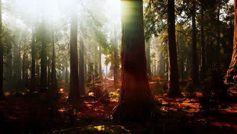 giant sequoias in the giant forest grove in the sequoia national park