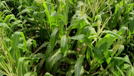 green maize corn field plantation in summer agricultural season