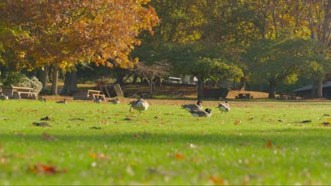 Flock-of-geese-walking-and-feeding-on-green-grass-in-the-sunlight-surrounded-by-fall-leaves