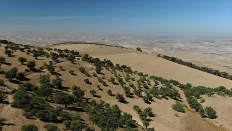 flying over trees in desert of morocco
