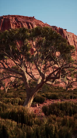 Lone Tree in a Desert Canyon