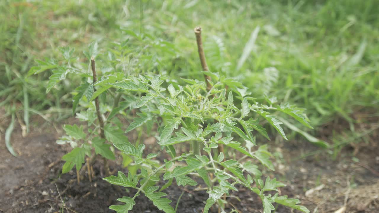 Stalked Tomato plants growing in soil outdoors, Tilt reveal