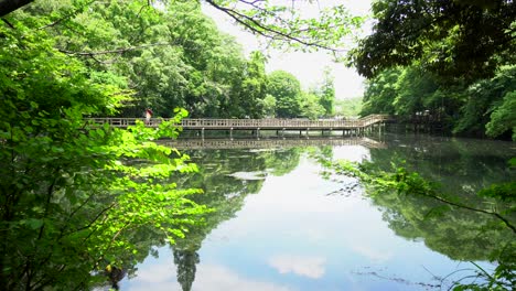 在東京的基希喬吉公園 (kichijoji park) 中,有一座長橋,在夏天,人們可以安靜地散步,而雀鳥可以在水中休息.