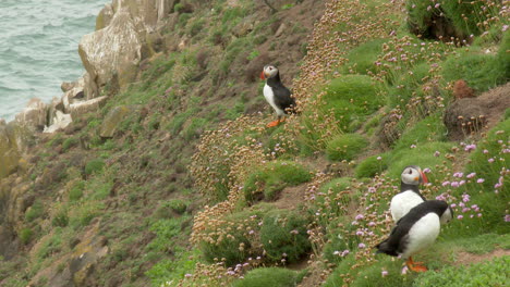 Anidación-De-Frailecillos-Atlánticos,-Pareja-De-Pie-Junto-A-Una-Madriguera-En-Un-Acantilado,-Océano-Atlántico,-En-La-Isla-Saltee,-Irlanda