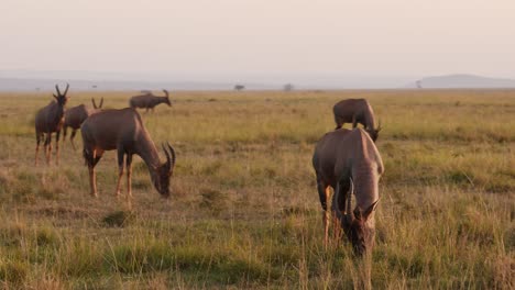 Cámara-Lenta-De-Topi-Pastando-En-Llanuras-Comiendo-Y-Alimentándose-De-Hierba-Al-Atardecer,-Animal-De-Safari-De-Vida-Silvestre-De-Kenia-En-Masai-Mara-Al-Amanecer,-Animales-Africanos-En-África-Seguimiento-De-Cardán-Steadicam-Después-Del-Disparo