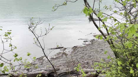 Walensee-calm-waters-seen-with-plants-and-vegetation-growing-on-shores