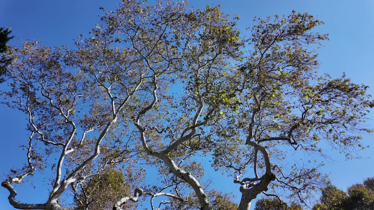 Guardando in alto i rami degli alberi contro un cielo azzurro limpido