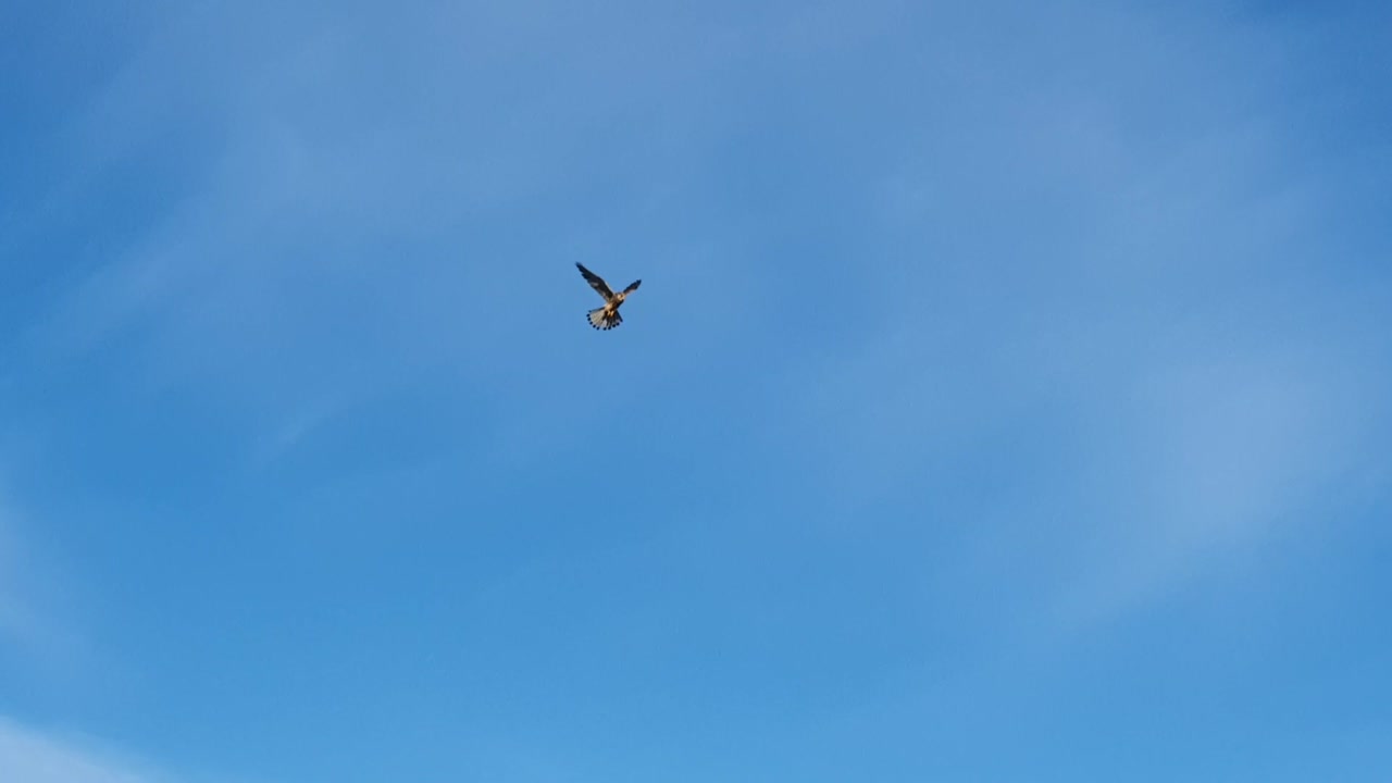 Bird of prey Tempelhof Flughafen Berlin Germany HD 5sec.mp4