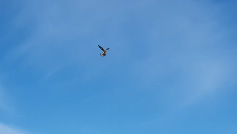 bird of prey tempelhof flughafen berlin germany hd 5sec.mp4
