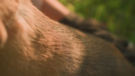 close-up of hand rubbing dog s body with a grooming glove, fur visible on glove under warm sunlight, dog enjoys the moment with tongue hanging out, background featuring blurred lush greenery