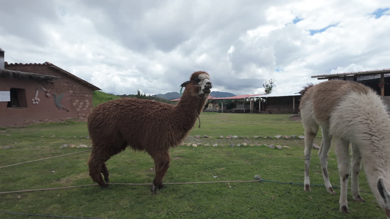 Slow motion video of llamas and alpacas grazing peacefully on a pasture in Cusco Peru