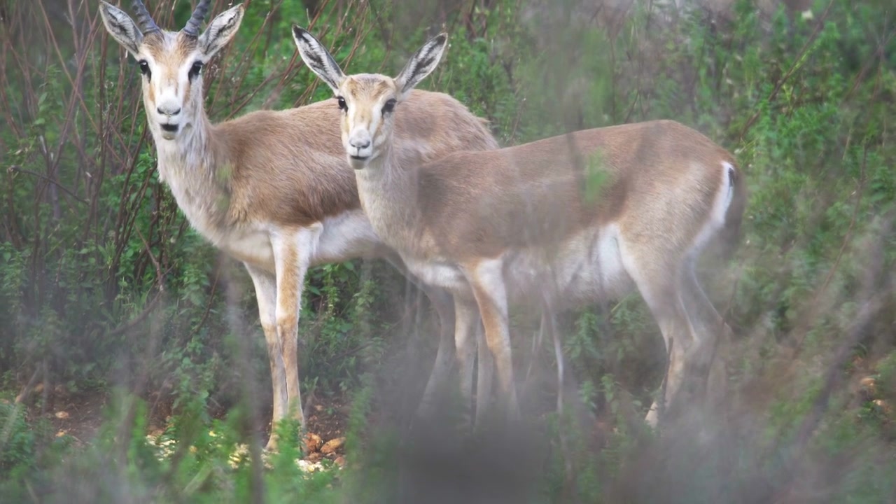 Due gazzelle al pascolo in un campo verde
