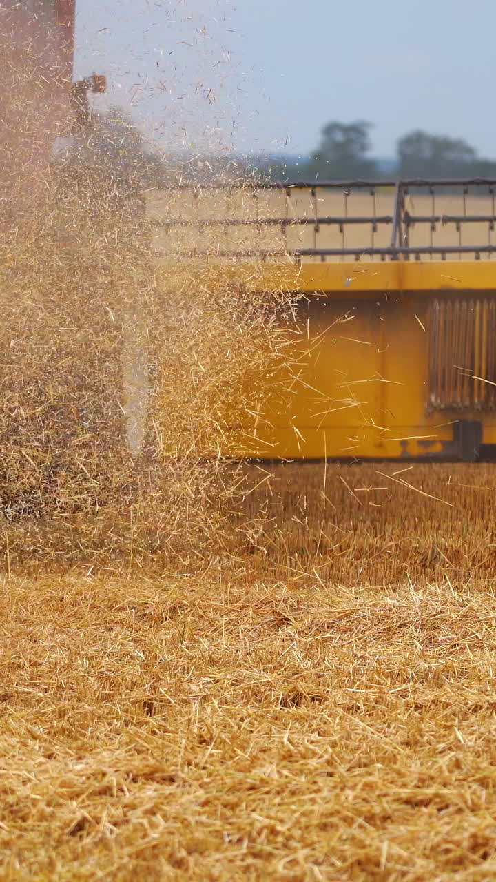 Agriculture machine harvesting crop in fields. Special technic in action. Agricultural technic in field. Heavy machinery, blue sky above field. Vertical video