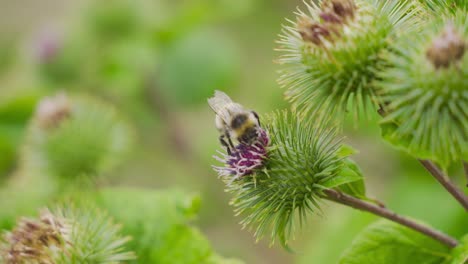 bienen sammeln pollen. farbbild.