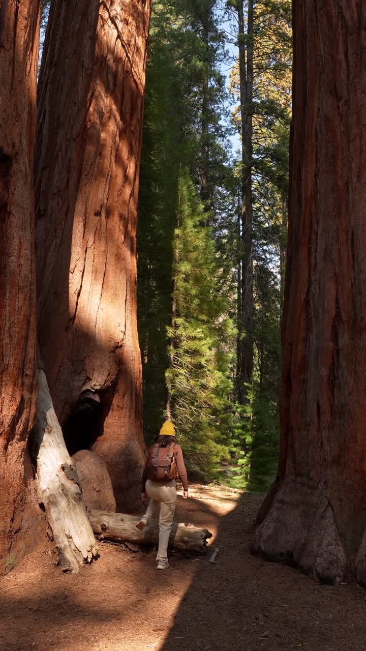Donna che cammina attraverso una maestosa foresta di sequoie giganti