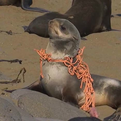 Un-León-Marino-Está-Atrapado-En-Una-Red-De-Pesca-Desechos-Marinos-En-Una-Playa