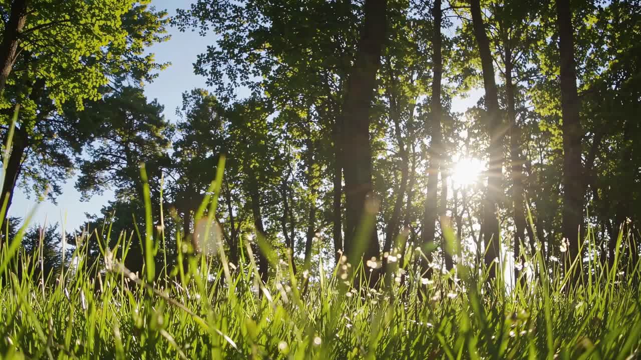 Low-angle video shot of sunlight filtering through tall trees, highlighting lush green grass