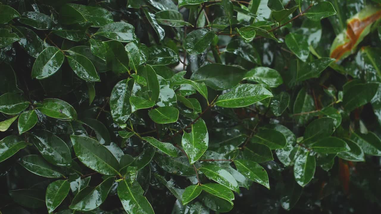llueve en los ghats occidentales de la india en un árbol semiperenne y las gotas de lluvia rebotan en las hojas a cámara lenta