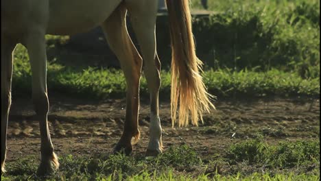 patas y cola de caballo en un campo