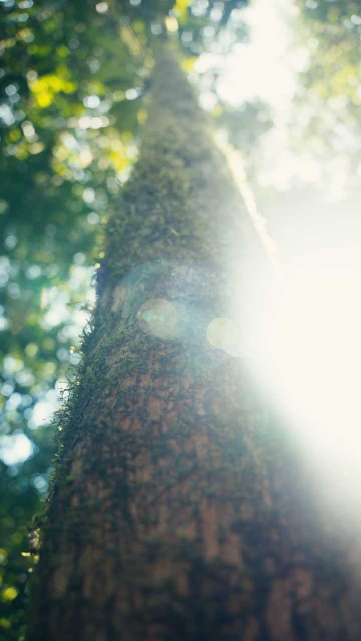 Tree trunk with moss in forest