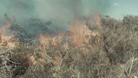 incendio forestal cerrar llamas arbusto ardiente intenso