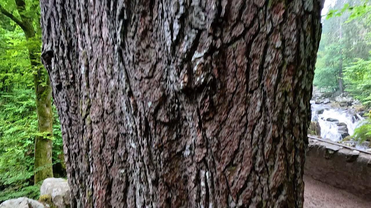 vista de cerca y hacia arriba de un árbol grande