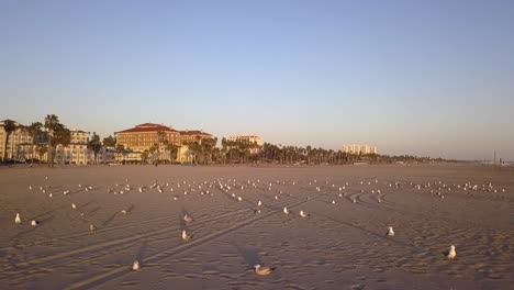 seagulls on beach long shadow helicopter in sky spectacular aerial view flight overfly drone footage at la santa monica california usa 2018 cinematic view from above tourist guide by philipp marnitz